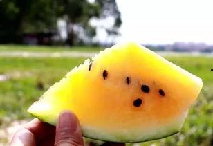 吃瓜爆料吃各种瓜黄,揭秘娱乐圈那些吃瓜爆料的幕后故事