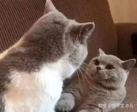 娱乐吃瓜君猫生气歌